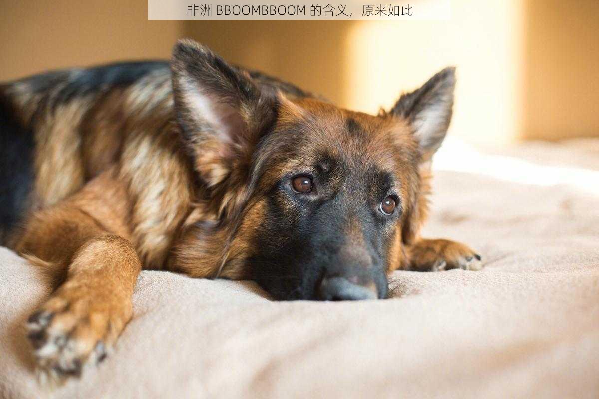 非洲 BBOOMBBOOM 的含义，原来如此